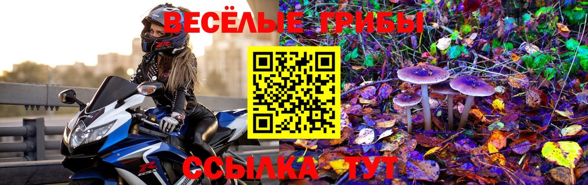 Псилоцибиновые грибы Psilocybe Вологда