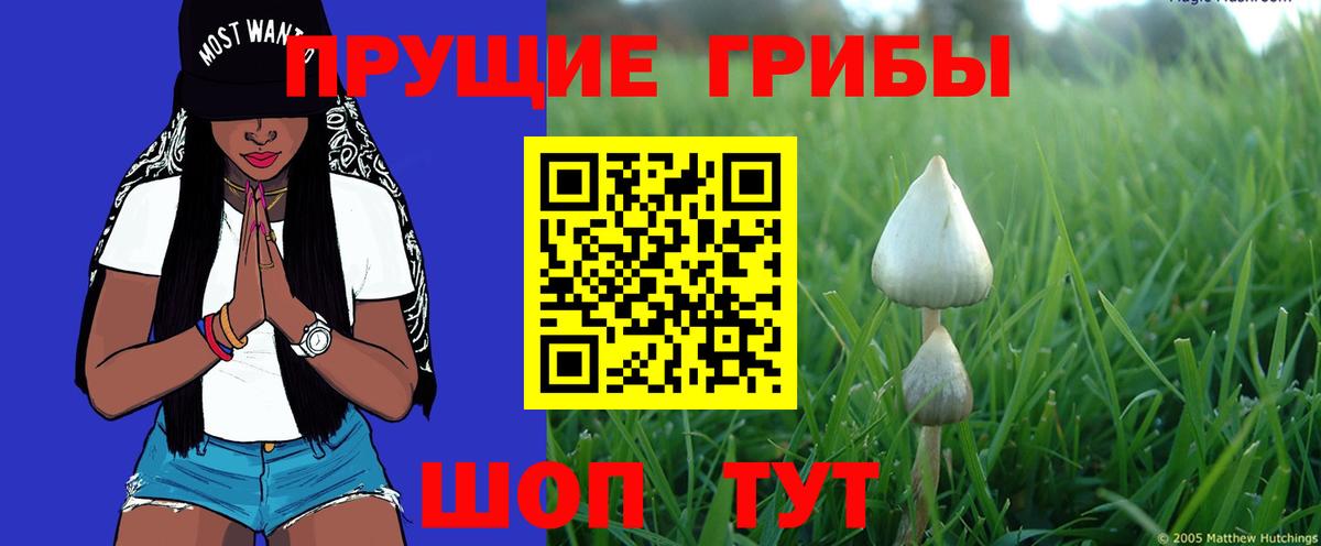 Галлюциногенные грибы Psilocybe  Вход с VPN  Вологда 